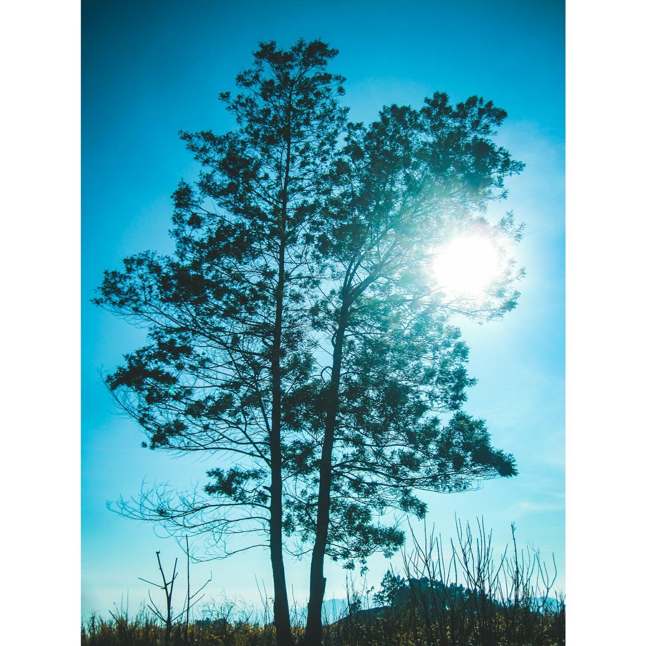 LOW ANGLE VIEW OF TREE AGAINST SKY