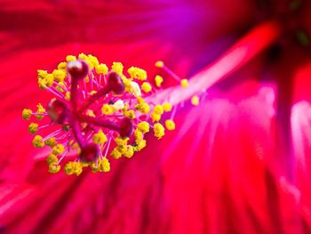 Close-up of pink flowers