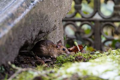 Close-up of mouse