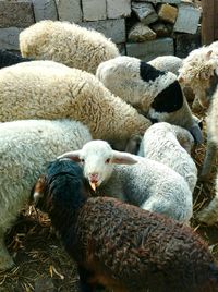 Sheep on rocks