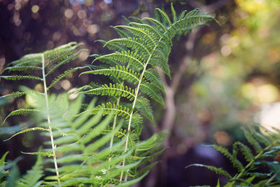 Close-up of ferns