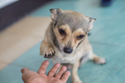 High angle view of hand holding dog