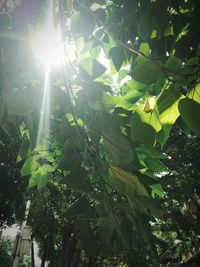 Low angle view of tree
