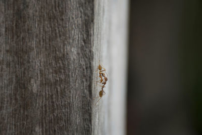 Close-up of insect on tree trunk