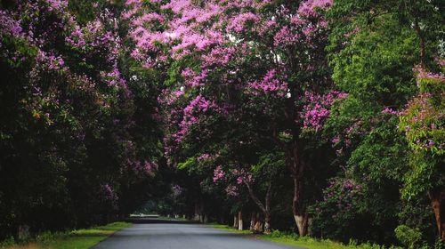 Pink flower tree by road