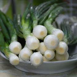 Close-up of spring onion on table