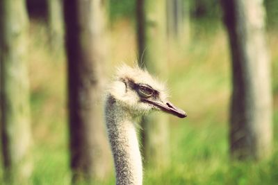 Close-up of bird against blurred background