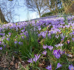 Close-up of purple crocus flowers