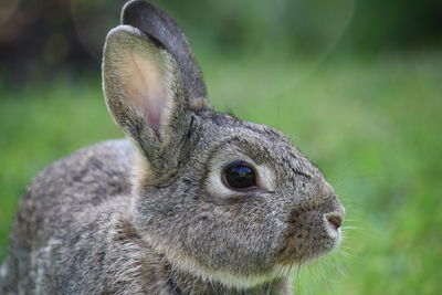 Close-up of rabbit on field