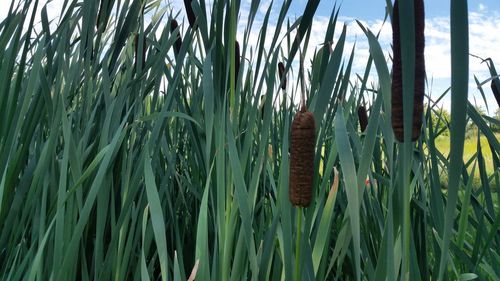 Close-up of grass against sky