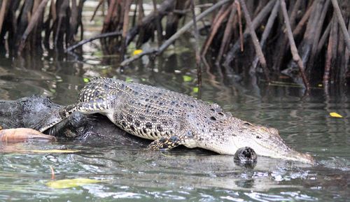 Close-up of turtle swimming in river