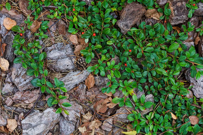 High angle view of plants on field