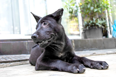 A black thai ridgeback puppy relaxing on the ground