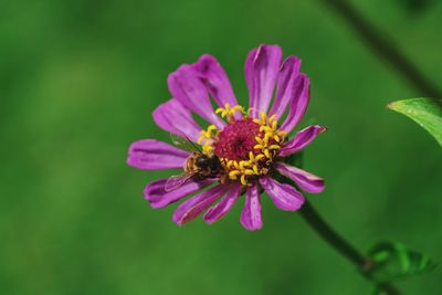 Close-up of bee pollinating on flower