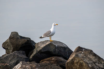 Seagull perching on rock by sea against sky