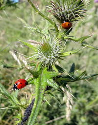 Close-up of ladybug on plant