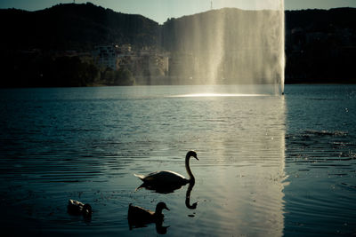 Swans swimming in lake