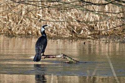 Bird perching on a lake