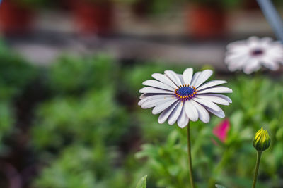 Close-up of white flower blooming outdoors