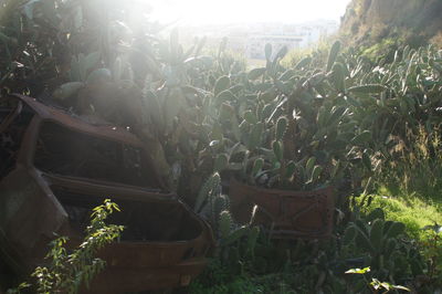 Plants growing on field