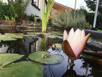 Lotus water lily in pond