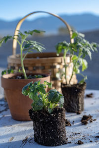 Close-up of potted plant on table