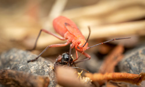 Close-up of insect on rock