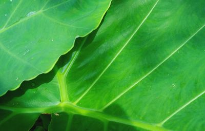 Full frame shot of fresh green leaves