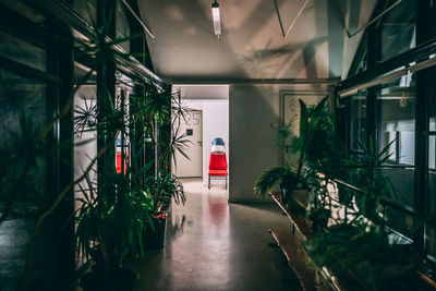 Potted plants on empty corridor in building