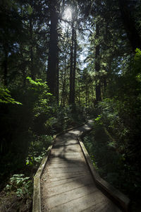 Footpath amidst trees in forest