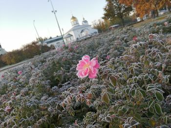 Close-up of pink flowering plants by building