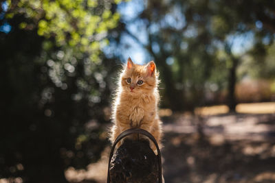 Portrait of a cat