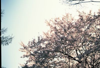 Low angle view of fresh flower tree against sky