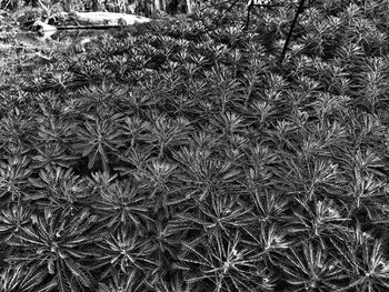 Full frame shot of plants