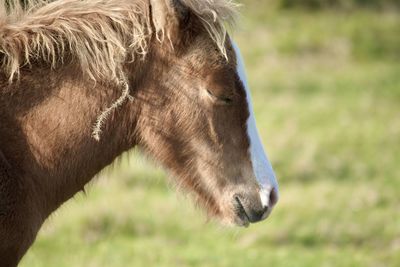 Close-up of horse standing on field