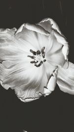 Close-up of pink flower blooming against black background