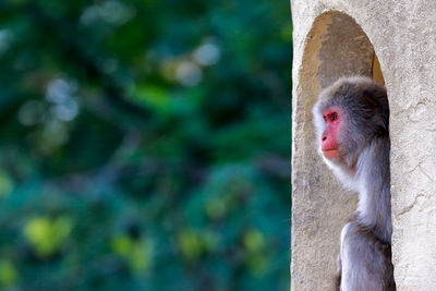 Side view of monkey looking away on window against trees