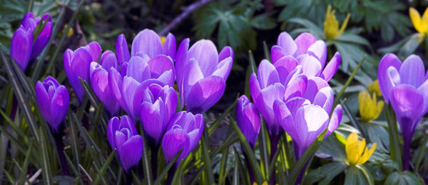 Close-up of purple crocus flowers