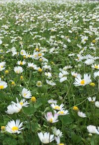 Close-up of white daisies blooming in field