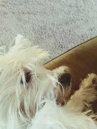 Close-up of dog