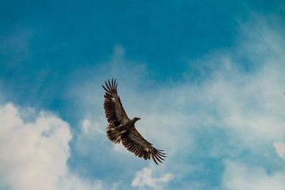 Low angle view of bird flying against sky