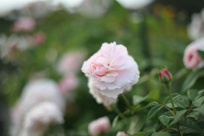 Close-up of pink rose