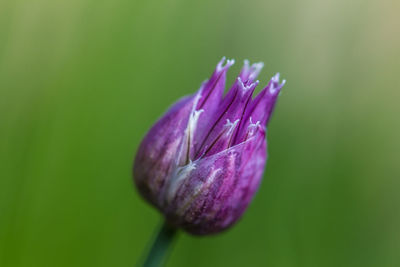 Close-up of purple flowers