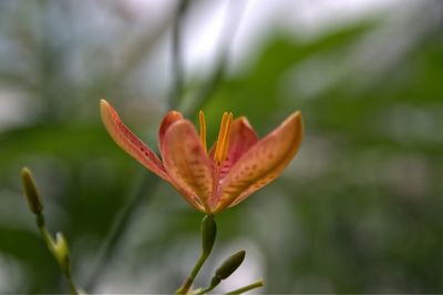 Close-up of red flower