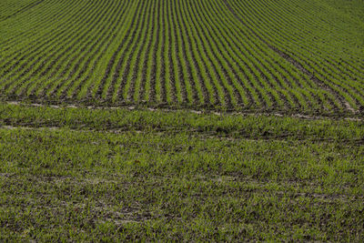 Full frame shot of farm