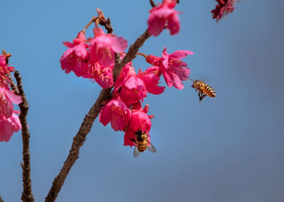 Close-up of bee pollinating flower
