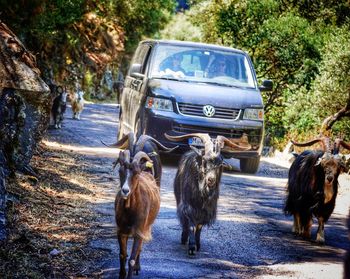 Horse cart on road