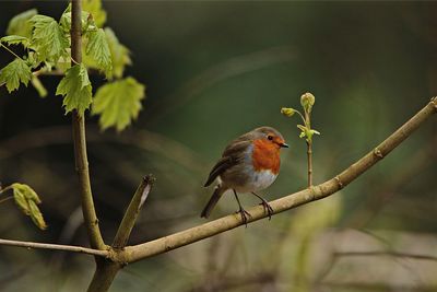 Bird perching on leaf