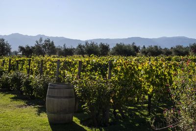 Grape vinyard in mendoza,  in front the andes mountains