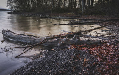 Reflection of trees in water